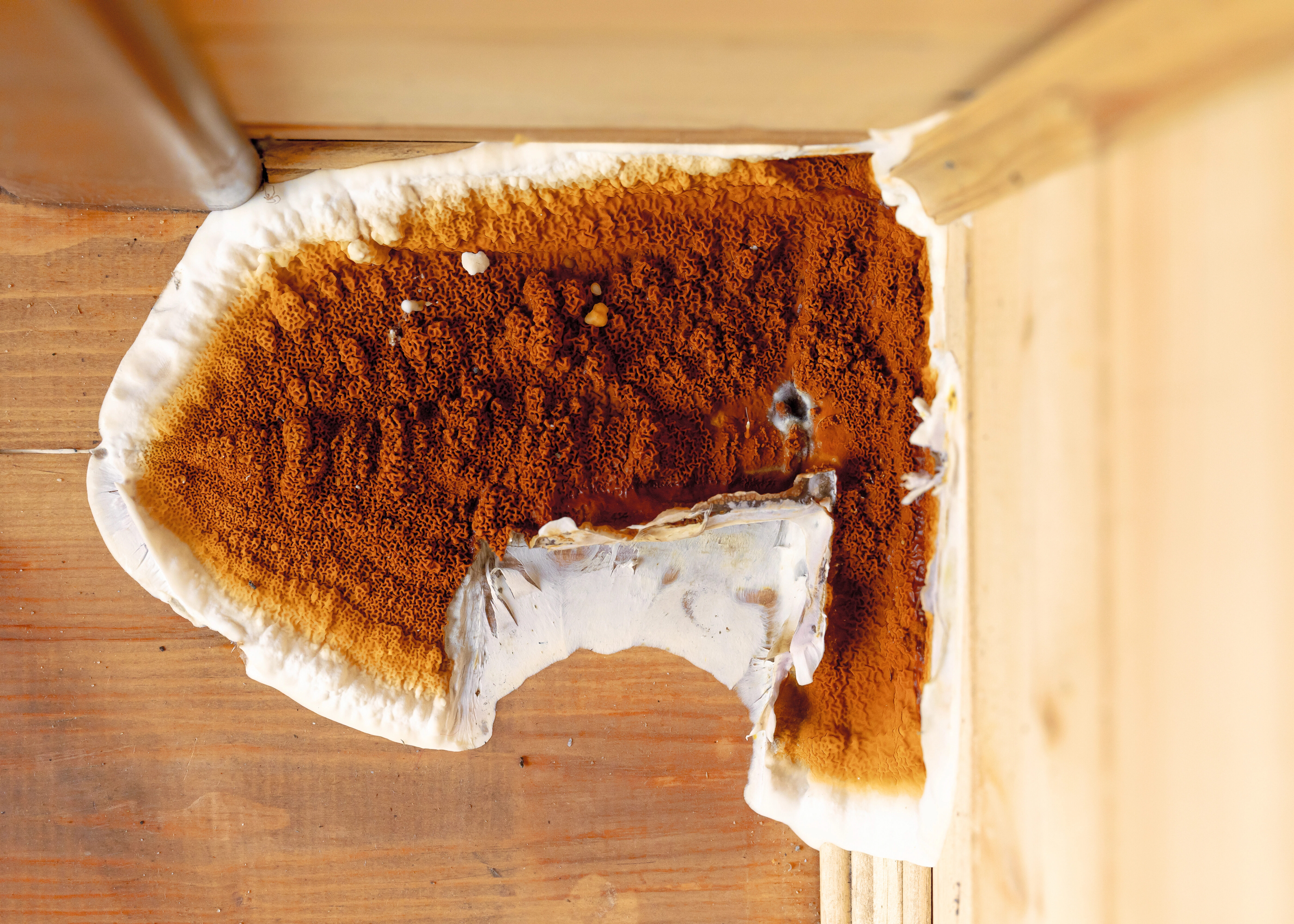 Développement de mérule sur bois en cave